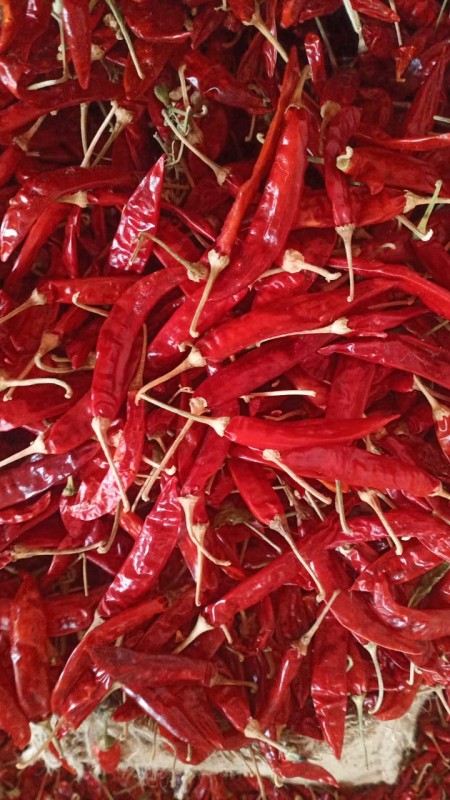 Red chill from India